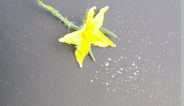 Fruit set and pollen viability